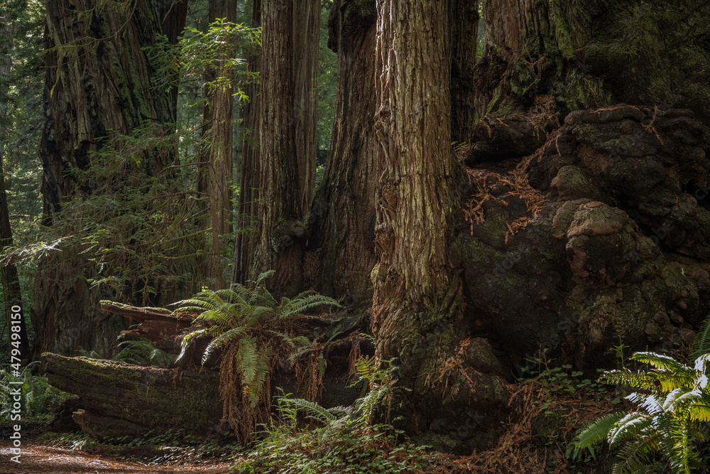 Incredible Ancient Redwood Forest