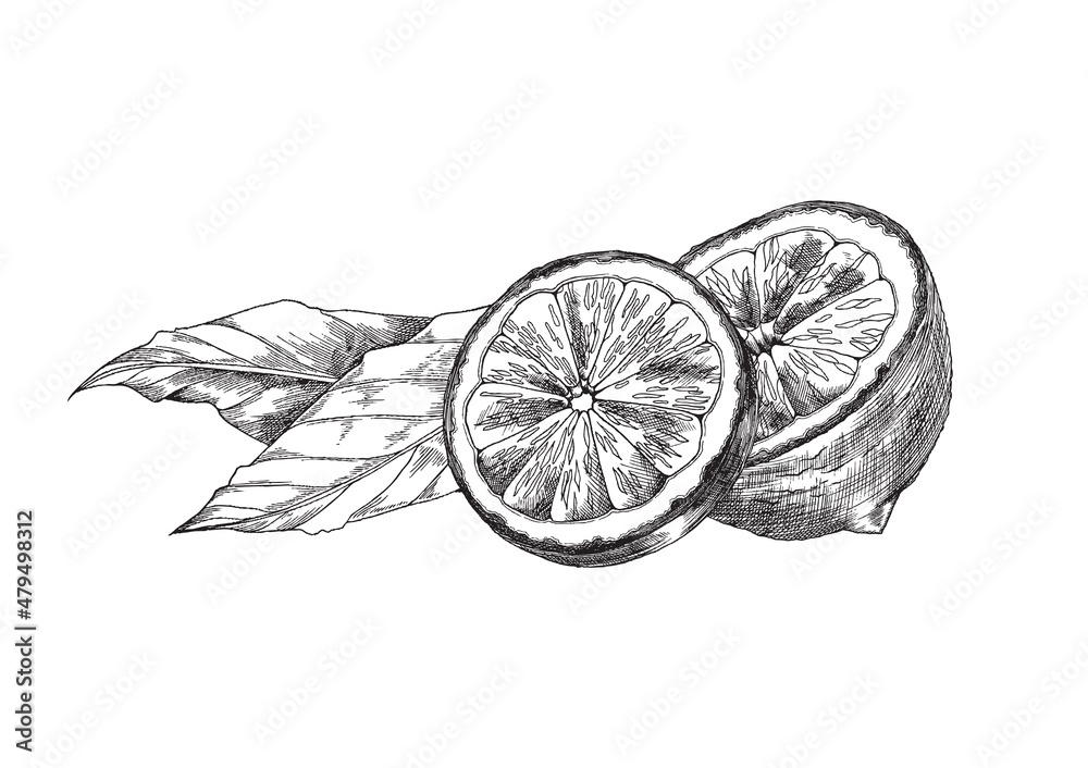 Lemon half with leaf antique vector sketch, lemonade or lemon tea package design. Citrus fruit sliced half illustration. Lemon half with leaf antique vector sketch, lemonade or lemon tea package design. Citrus fruit sliced half illustration.