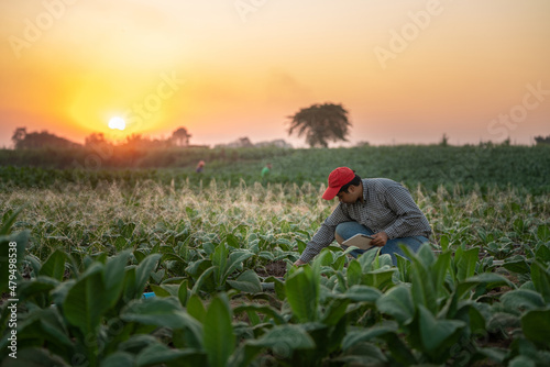 A Farmers use the technology of irrigating tablets to grow tobacco plants in their growing tobacco fields at sunset. Concept of technology for agriculture.