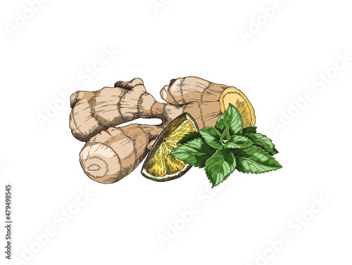 Ginger, citrus and mint tea label design. Ginger root, lemon and mint leaf colored sketch for tea package design.