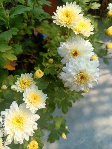 daisies in a garden