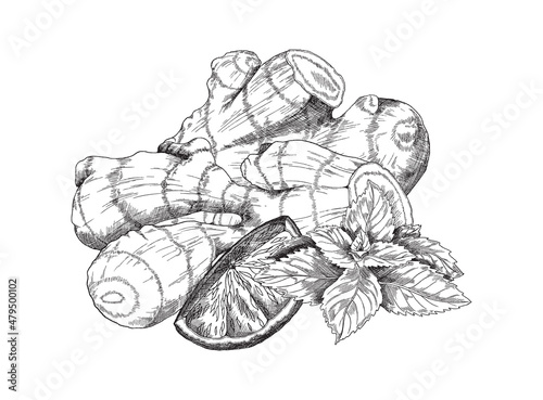 Hand drawn fresh ginger root with leaves and lemon, monochrome sketch vector illustration isolated on white background.