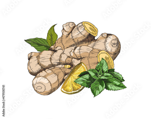 Hand drawn fresh ginger roots with lemon quarters and mint leaves, sketch vector illustration isolated on white.
