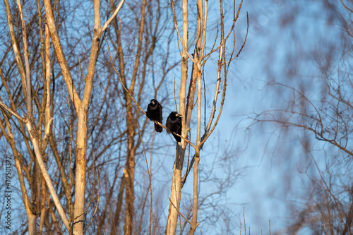 czarne ptaki na drzewach w zimowy słoneczny dzień