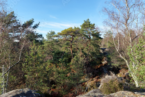 Franchard gorges in Fontainebleau forest photo