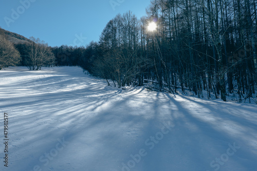 雪積もる木々の間から射し込む光