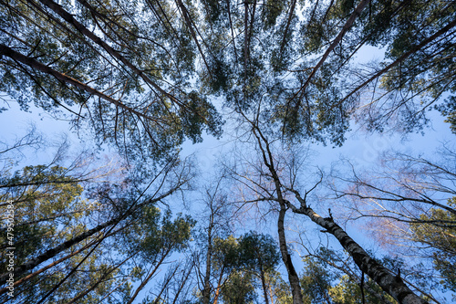 zimowy las widoczny do góry z niebieskim niebem