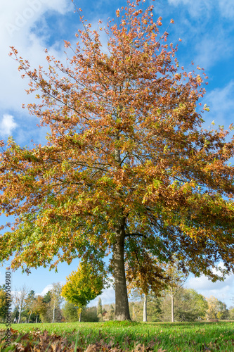 arbre à la couleur d'automne
