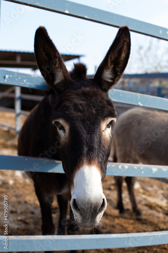 donkey in the farm