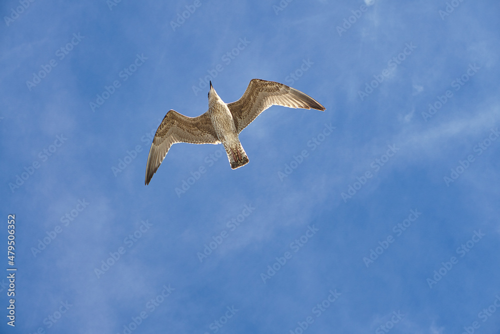 Obraz premium Seagull flying in the sky over the Baltic Sea in Zingst.