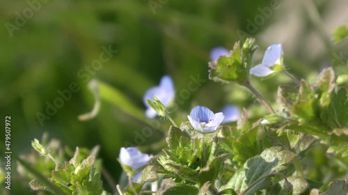 京都　亀岡　雑草　花　4K　風