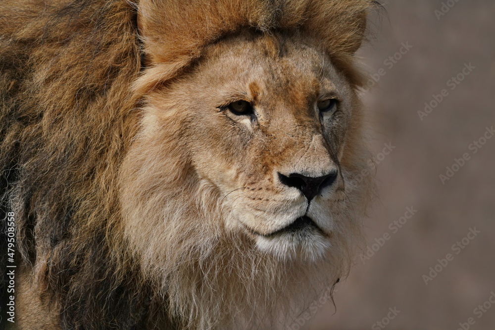 Close-up portrait of a male African Lion (Panthera leo)