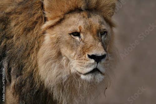 Close-up portrait of a male African Lion (Panthera leo)