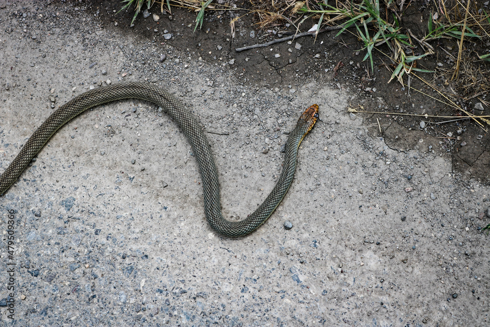 Crushed by Caspian whipsnake on the highway. Dead snake. Wildlife and environment protection concept. Crushed by Caspian whipsnake on the highway. Dead snake. Wildlife and environment protection concept.