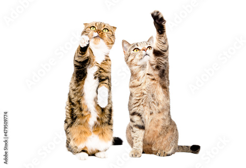 Canvas Print Two beautiful playful cats Scottish Fold and Scottish Straight together isolated