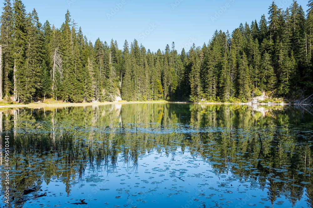 Forest Lake. National park Durmitor Mountains in Montenegro.
