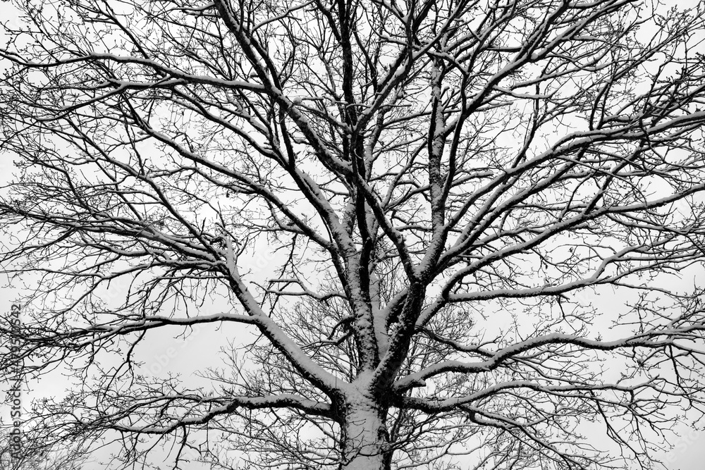 Treetop frosted with snow from frog perspective. Branches, twigs and trunk of young tree contrasting with white covering on a winters day in Sauerland Germany. Black and white greyscale pattern. Treetop frosted with snow from frog perspective. Branches, twigs and trunk of young tree contrasting with white covering on a winters day in Sauerland Germany. Black and white greyscale pattern.