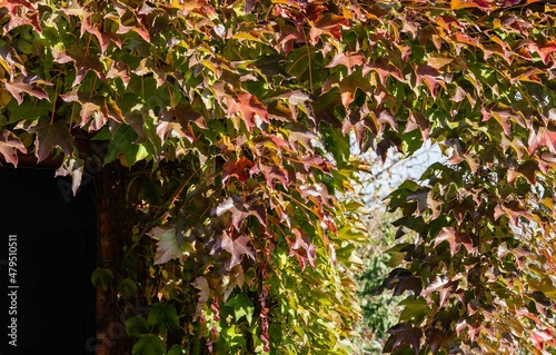 Red and gold Parthenocissus tricuspidata 'Veitchii' or Boston ivy on the facade of a two-story country house. The walls of house are decorated with grape ivy, Japanese ivy or Japanese liana.