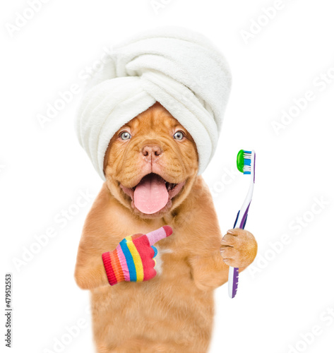 Mastiff puppy with towel on it head  points on toothbrush with toothpaste. isolated on white background photo