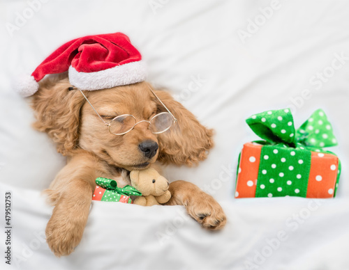 Funny English Cocker Spaniel puppy wearing red santa hat sleeps with gift box and toy bear under white blanket at home. Top down view © Ermolaev Alexandr