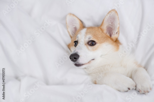 Welsh Corgi puppy sleeps under warm blanket on a bed at home. Top down view. Empty space for text
