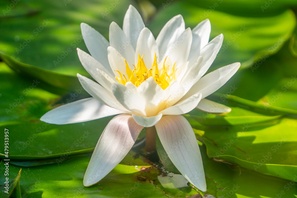 Water Lilies