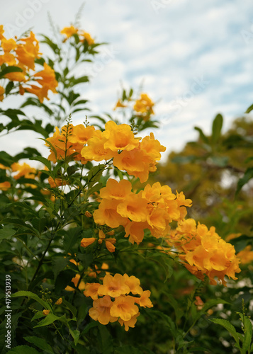 yellow flowers of ratchaphruek tree