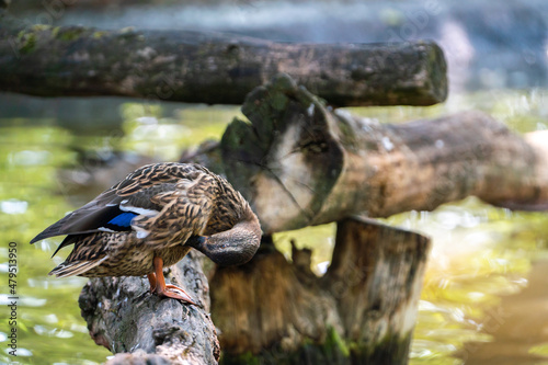wild duck on a tree on a warm summer day. bird species. © robertuzhbt89