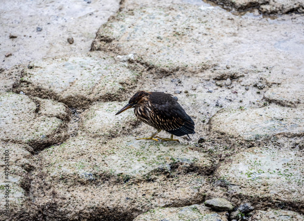 small Galapagos bird on a branch in natural conditions small Galapagos bird on a branch in natural conditions