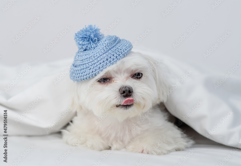 Funny young white Maltese puppy wearing warm knitted hat shows tongue out under warm blanket on a bed at home Funny young white Maltese puppy wearing warm knitted hat shows tongue out under warm blanket on a bed at home