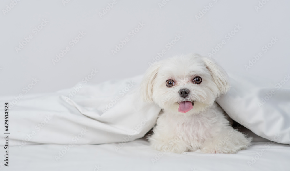 Cute white Maltese puppy sits under white warm blanket on a bed at home and looks at camera. Empty space for text Cute white Maltese puppy sits under white warm blanket on a bed at home and looks at camera. Empty space for text