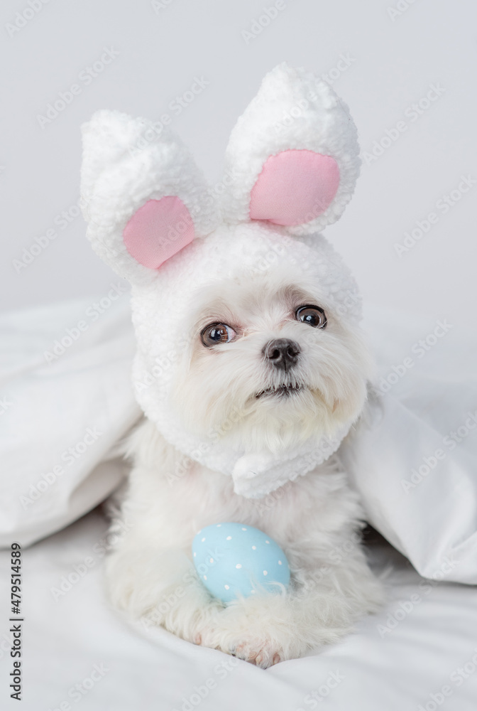 Maltese puppy puppy wearing easter rabbits ears lies with  painted egg on a bed under warm white blanket at home