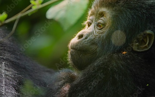 Obraz na plátně Baby gorilla