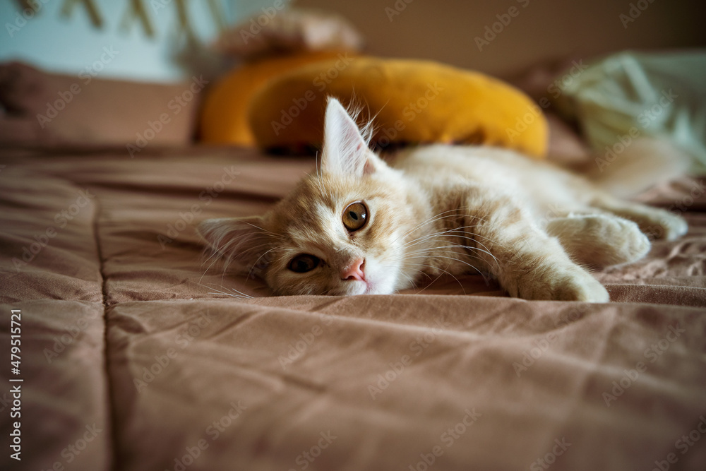 kitty cat munchkin fluffy, animal pet sleeping on the bed.