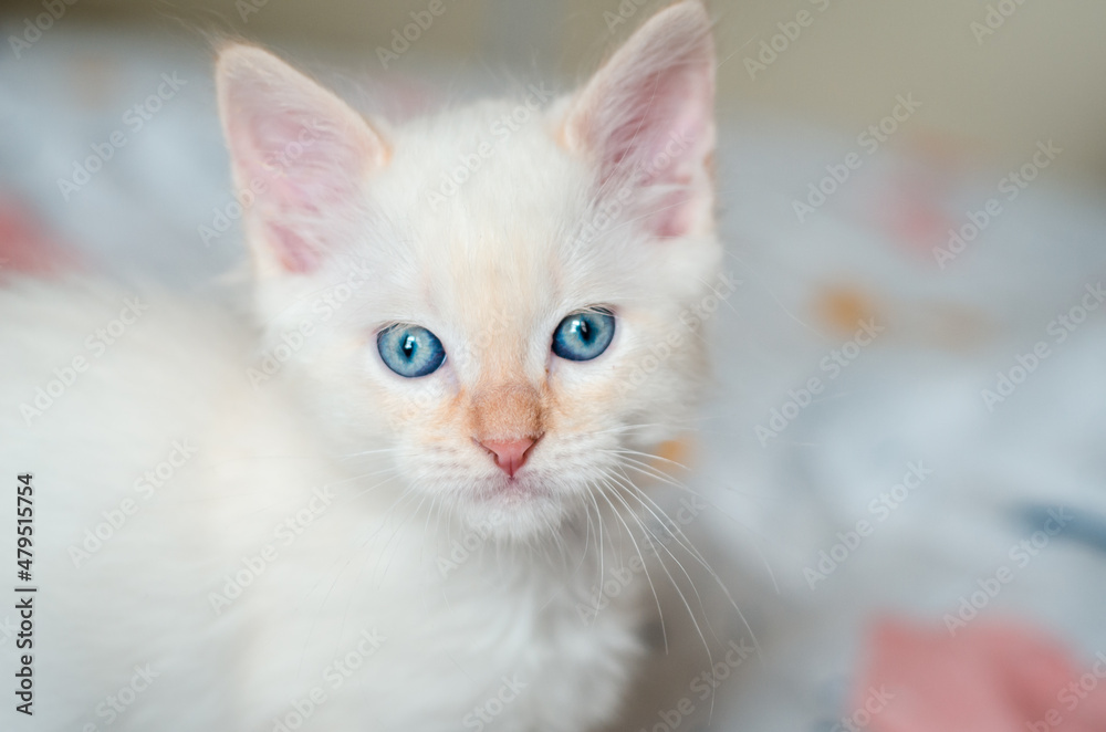 
baby white cat