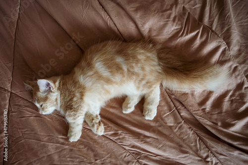 Bilde på lerret kitty cat munchkin fluffy, animal pet sleeping on the bed.