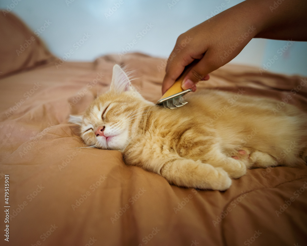 Brushing cat fur on the bed. Pet enjoying grooming.