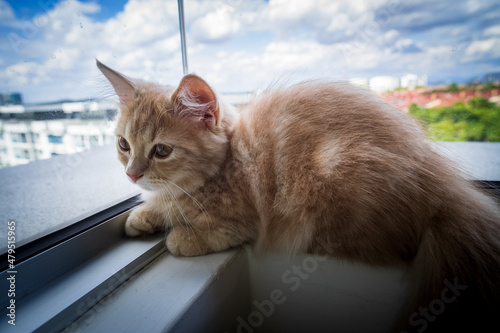 Fototapeta Naklejka Na Ścianę i Meble -  kitty cat munchkin fluffy, animal pet near the apartment window