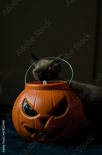 cat and pumpkin