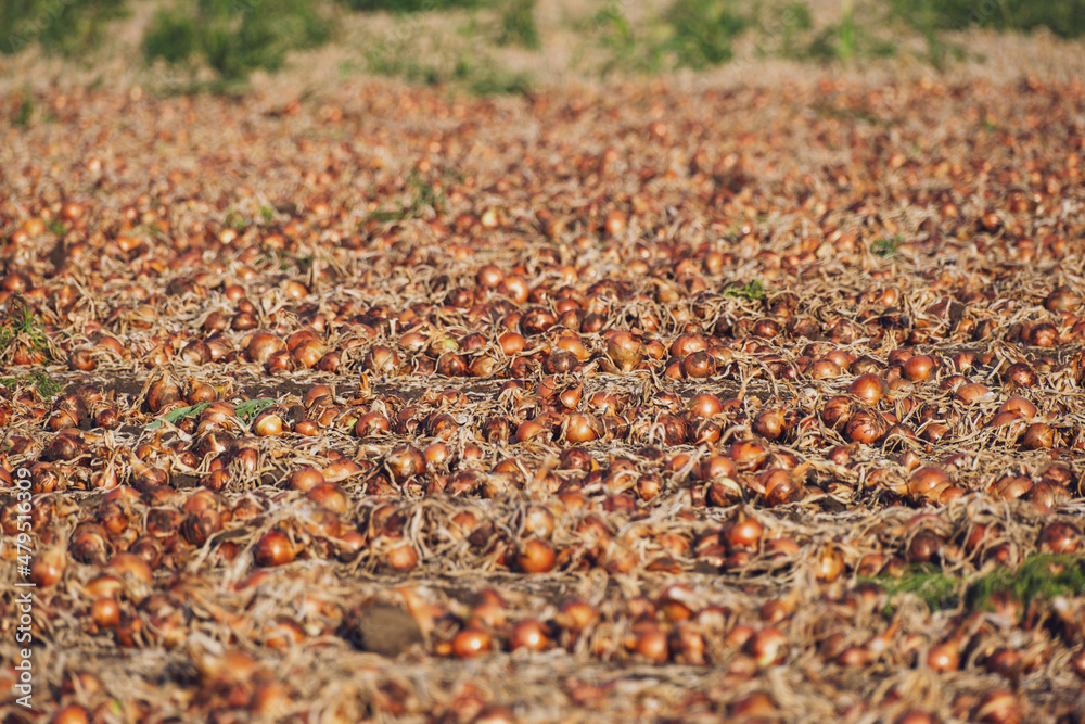 Large onion filed in autumn. Excavated onion crops on ground. Large onion filed in autumn. Excavated onion crops on ground.