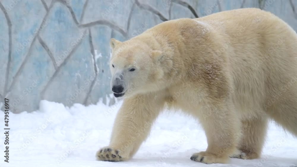 Polar bear in winter landscape at snowfall, play game, running at soft white fresh snow. 4k Cinematic slow motion footage Polar bear in winter landscape at snowfall, play game, running at soft white fresh snow. 4k Cinematic slow motion footage