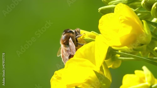 Slow motion of honey bees on yellow rape flower in spring sunny field insect in the nature outdoor Close-up of bee collecting nectar Insects help pollinate plants