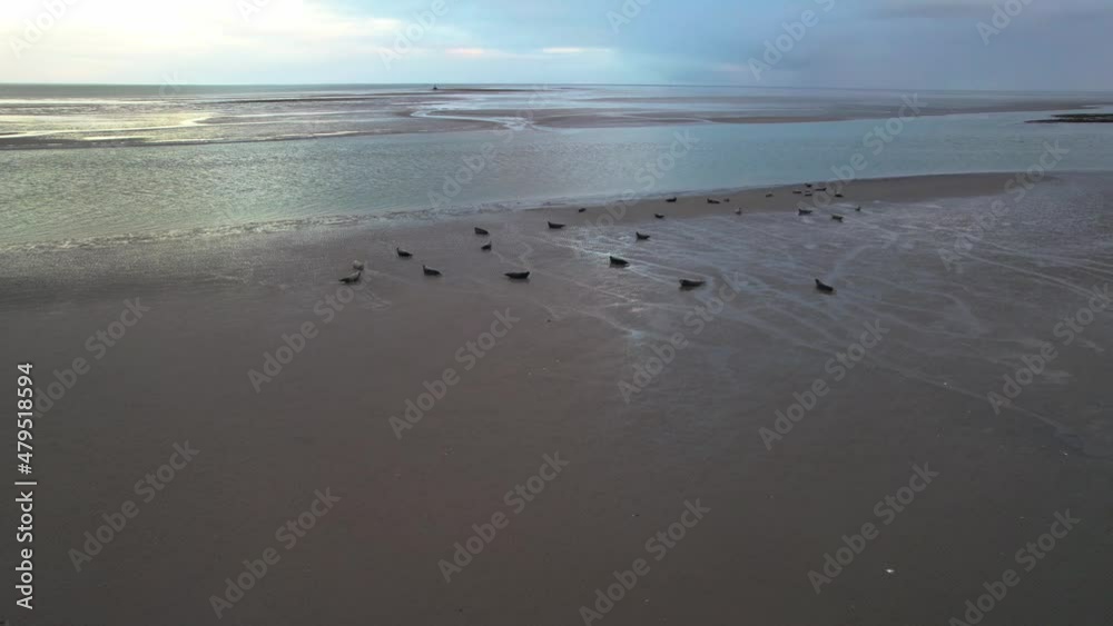 Seals rest on Texel Wadden Sea Island mudflats, Slufter Vallei Netherlands, drone orbit Seals rest on Texel Wadden Sea Island mudflats, Slufter Vallei Netherlands, drone orbit