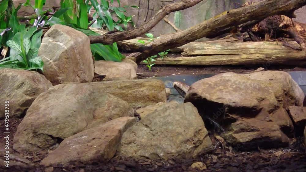 Reticulated Python Crawling On Rocks At Burgers' Zoo In Arnhem, Netherlands. Closeup, Slow Motion Reticulated Python Crawling On Rocks At Burgers' Zoo In Arnhem, Netherlands. Closeup, Slow Motion