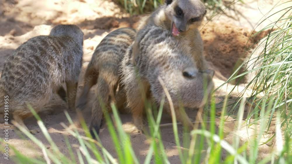 Slow motion shot of Meerkat animal fighting playing in dirt conservation Sydney Targona Zoo NSW Australia 4K Slow motion shot of Meerkat animal fighting playing in dirt conservation Sydney Targona Zoo NSW Australia 4K