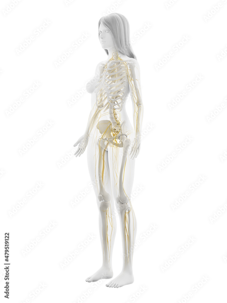 3d rendered illustration of the female nervous system