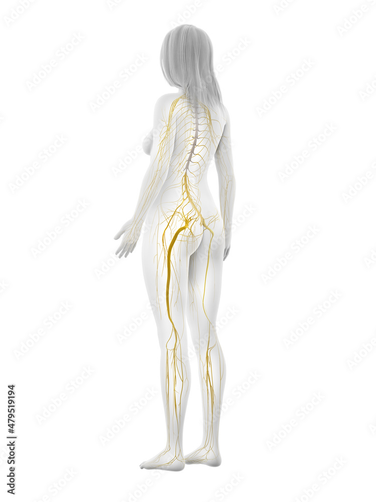 3d rendered illustration of the female nervous system 3d rendered illustration of the female nervous system