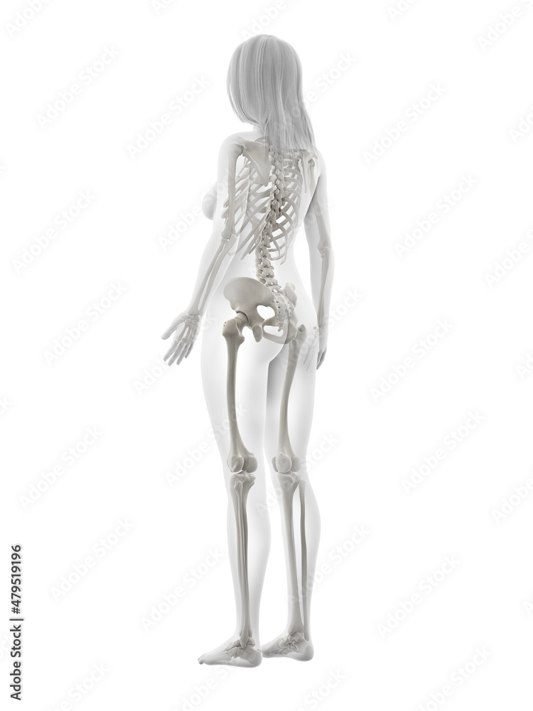 3d rendered illustration of the female skeleton 3d rendered illustration of the female skeleton