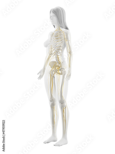 3d rendered illustration of the female nervous system