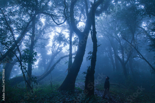 A man looks at the ancient trees in a tropical forest.